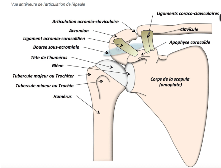 articulation de l'épaule